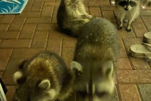 Raccoons on Patio